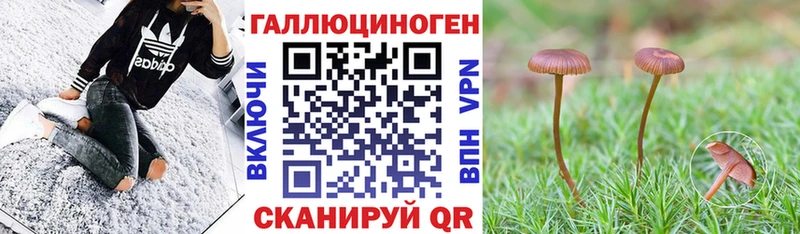 где можно купить   Орлов  Галлюциногенные грибы GOLDEN TEACHER 